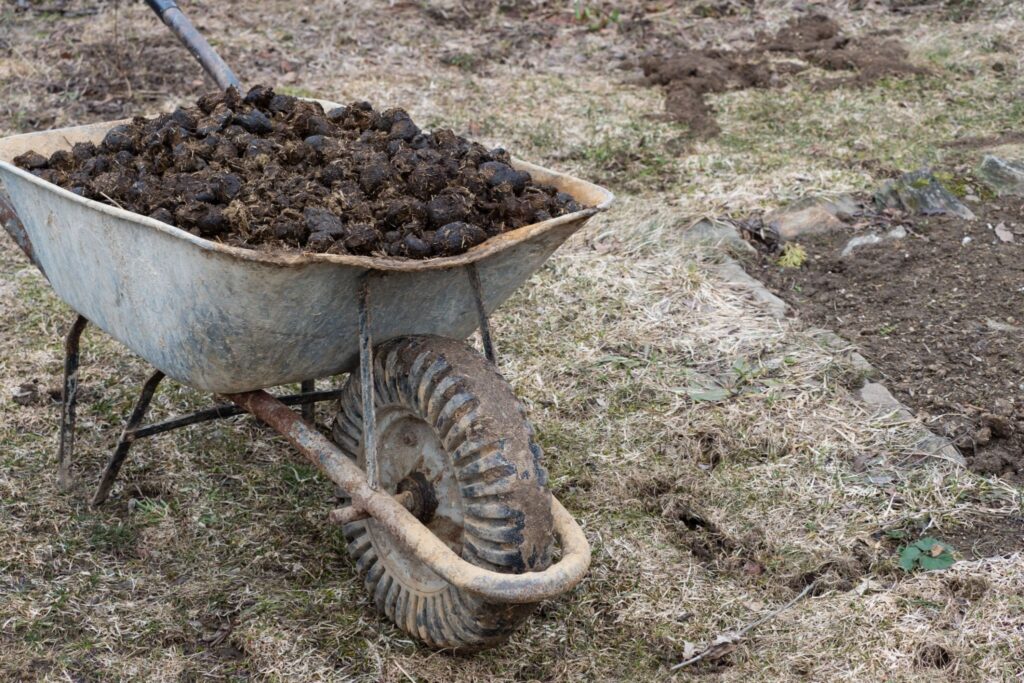 Horse manure and garden wheel on garden