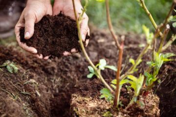 How Deep Do Blackberry Roots Grow – And Why It Matters!