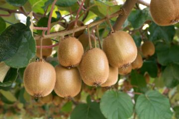 How Long Does It Take for a Kiwi Plant to Produce Fruit?