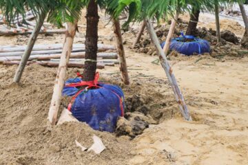 How Long Does Tree Transplant Shock Last? Signs and Recovery Techniques