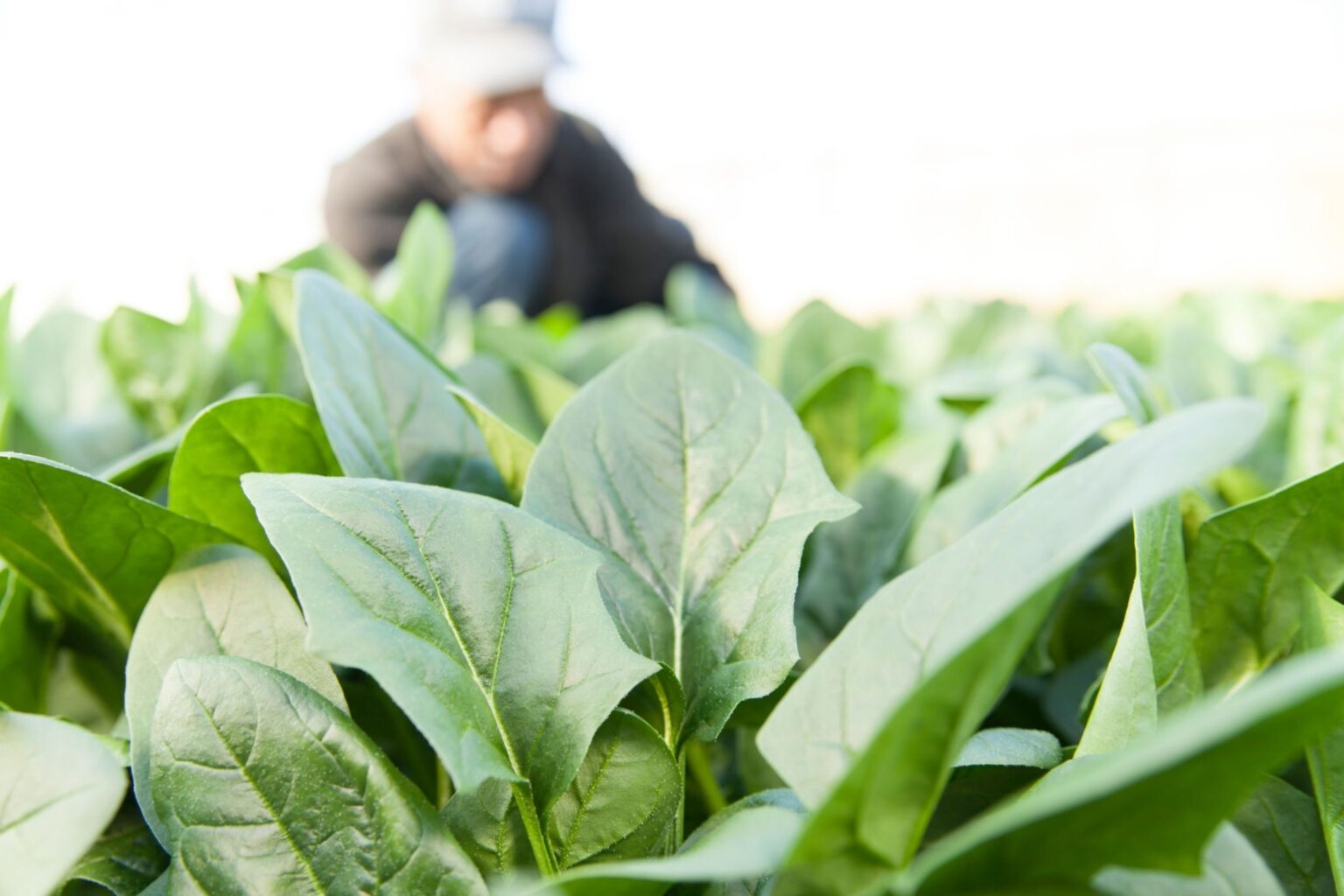 How To Harvest Spinach Without Killing The Plant Proper Harvesting