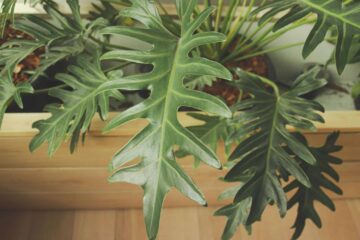 How to Propagate Philodendron Bipinnatifidum