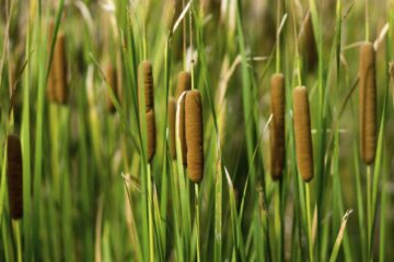 A Helpful Guide on How to Transplant Cattails