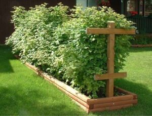 What Size Raised Bed For Blackberries? Important Tips For Avid Gardeners