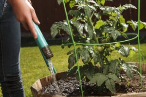 should you water tomato plant leaves