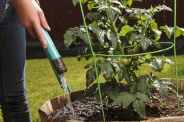 Should You Water Tomato Plant Leaves? Proper Watering Tips You Should Know