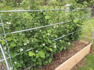 what size raised bed for blackberries