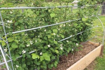 What Size Raised Bed For Blackberries? Important Tips For Avid Gardeners