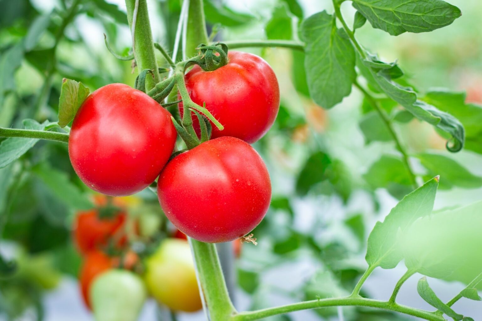 What to Plant With Tomatoes to Keep Bugs Away