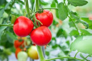 what to plant with tomatoes to keep bugs away