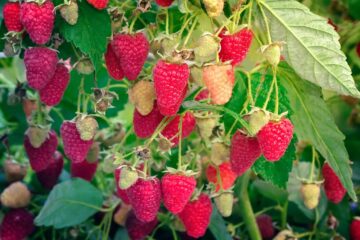 When To Plant Raspberries In Wisconsin For Maximum Yield!