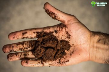 Are Coffee Grounds Good for Peace Lilies?