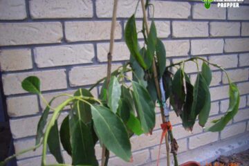 Avocado Tree Transplant Shock – Prevention And Recovery Tips