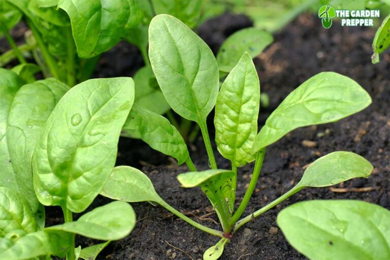 Can You Grow Spinach Indoors? The Answers Here!