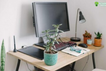 Best Plants for Office Desk with No Windows