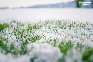 can i plant grass seed if it freezes at night