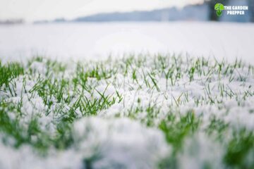 Can I Plant Grass Seed If It Freezes at Night?