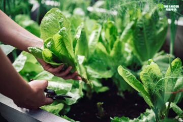 Can You Grow Spinach Indoors? The Answers Here!