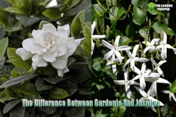 What’s The Difference Between Gardenia And Jasmine? Cool Facts You Never Knew!