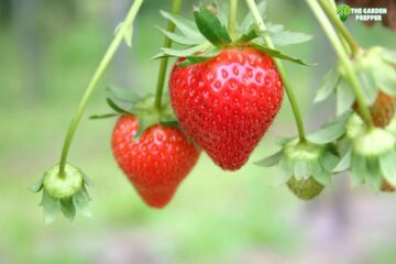 Do Strawberries Need Full Sun To Grow? Here’s The Final Answer