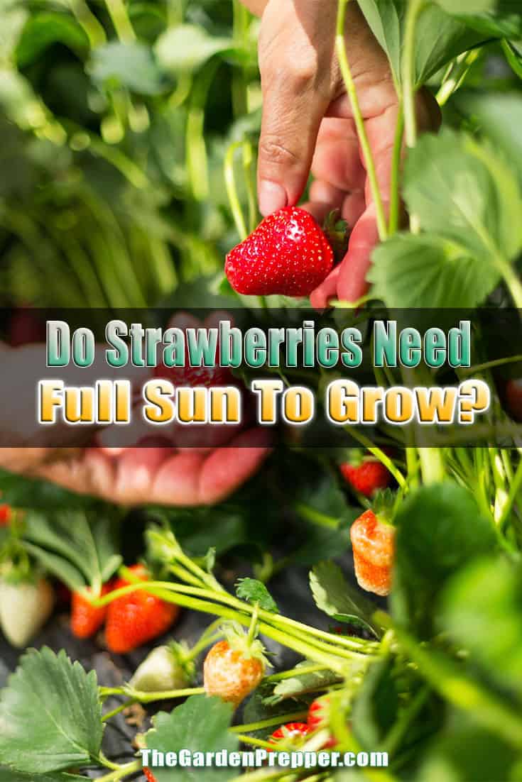 Do Strawberries Need Full Sun To Grow? Here’s The Final Answer