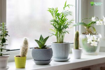 Easy Plants to Grow Indoors From Seeds