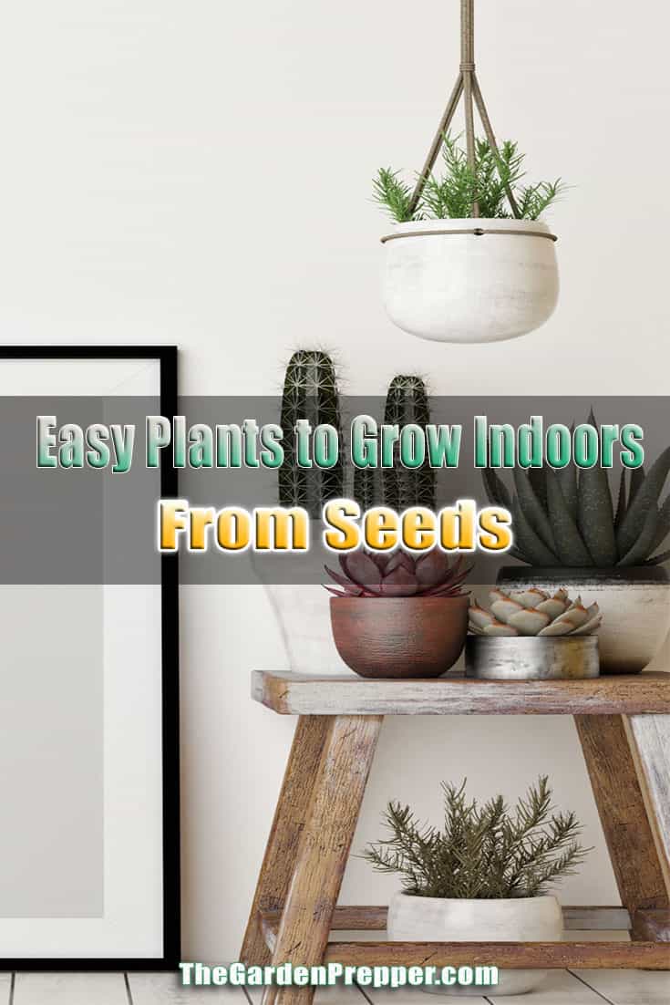 Easy Plants to Grow Indoors From Seeds The Garden Prepper