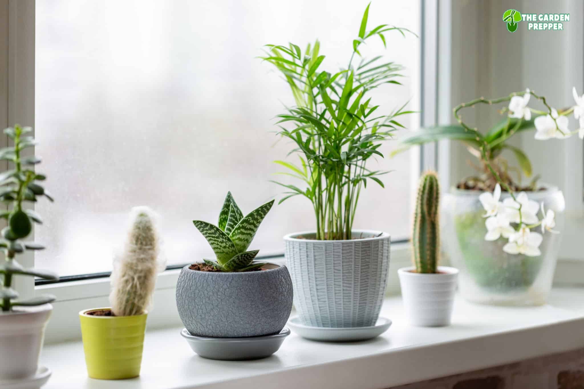 What Plants Are Easy To Grow Indoors at Rachel Myrick blog