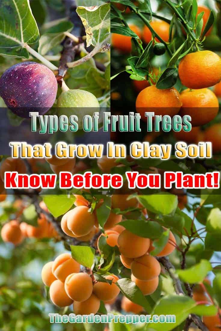 Types of Fruit Trees That Grow In Clay Soil - Know Before You Plant!