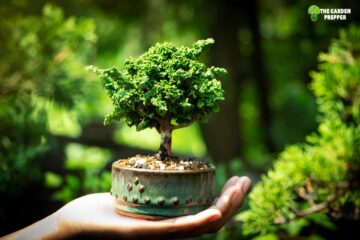 How Do Bonsai Trees Stay Small?