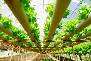 What’s A Hydroponic Farm Start Up Cost? Know What To Expect