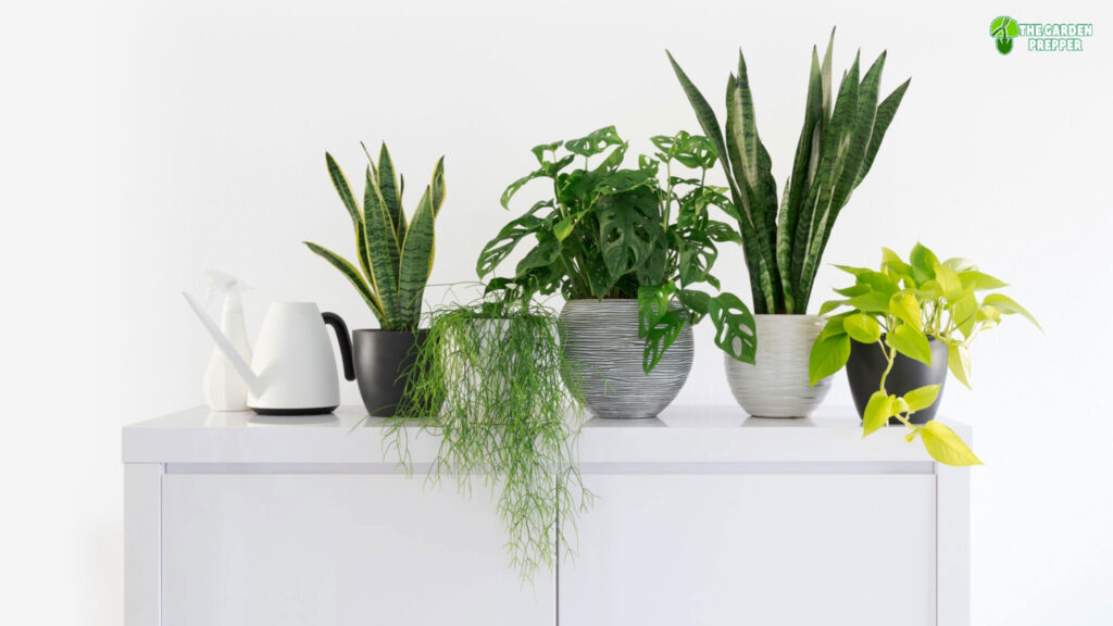 indoor plants that don't need drainage