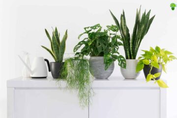 11 Indoor Plants That Don’t Need Drainage