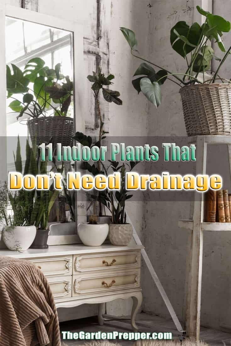 11 Indoor Plants That Don’t Need Drainage The Garden Prepper