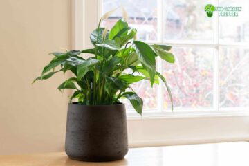 Peace Lily Flowers Turning Brown? Here Are the Reasons Why!