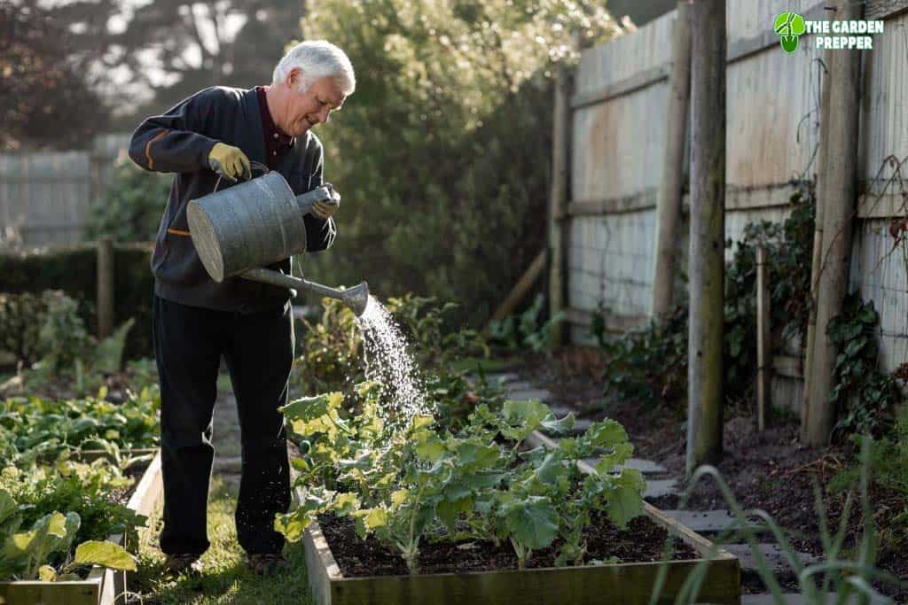 senior man watering vegetables in the morning