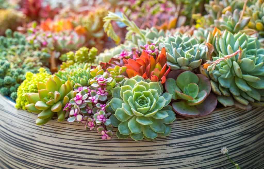 succulents plant