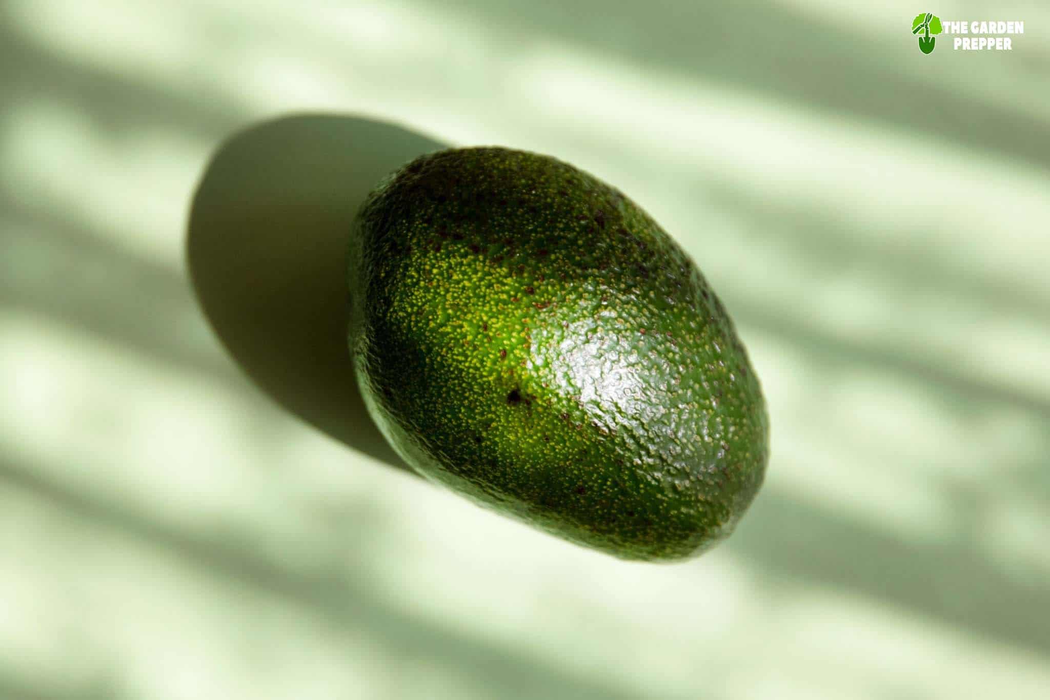 What Happens If You Eat A Rotten Avocado Important Things You Should Know