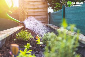 What Should I Line My Raised Garden Bed With?