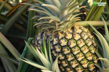 What to Do with Pineapple Plant After Harvest