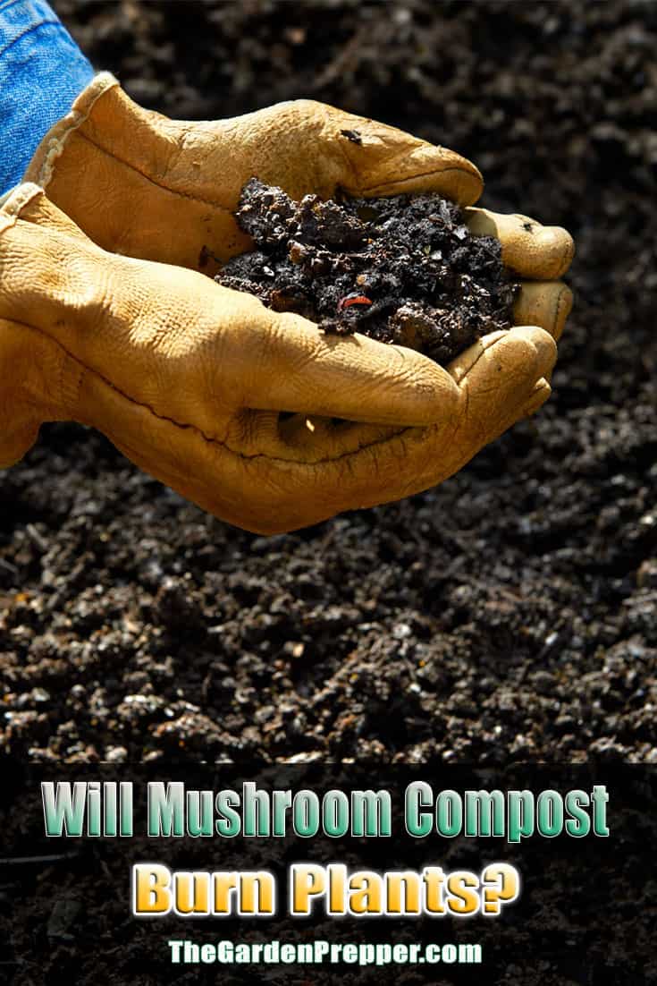 Will Mushroom Compost Burn Plants?