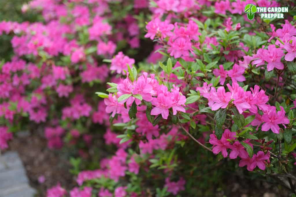 best time to plant azaleas in georgia