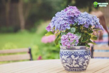 Can Indoor Hydrangea Be Planted Outside?