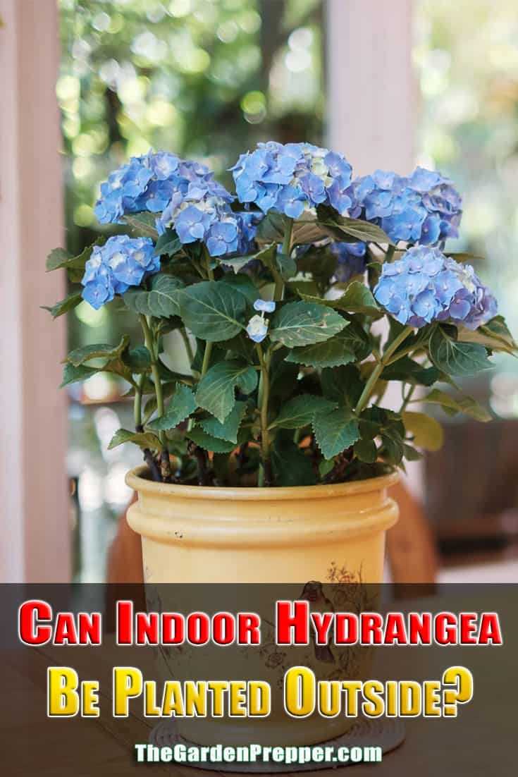 Can Indoor Hydrangea Be Planted Outside?