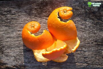 Can You Put Orange Peels in Compost? Find Out Here!