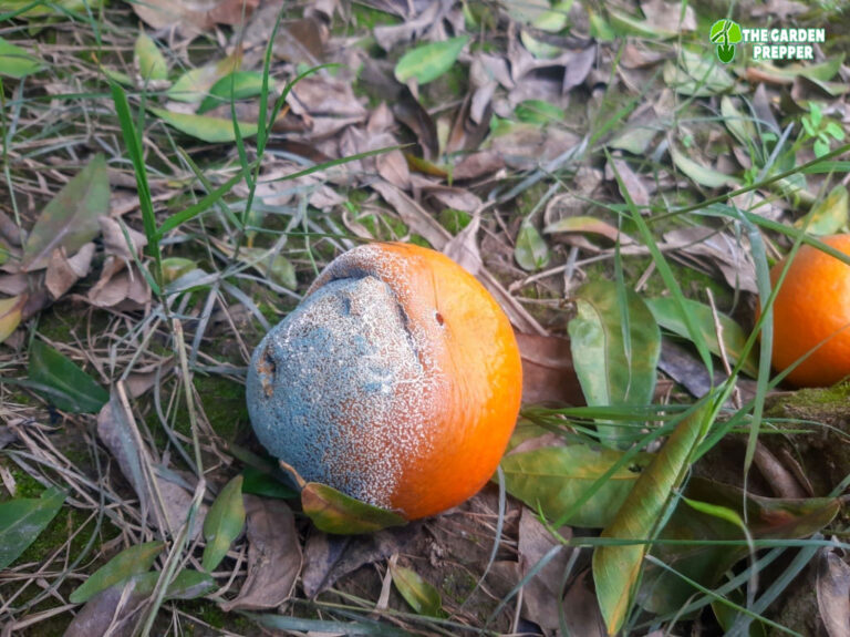 Can You Put Orange Peels in Compost? Find Out Here!