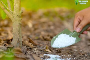 Fertilizer for Trees – This Is How You Fertilize Deciduous Trees