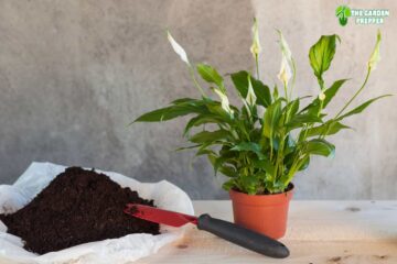 How Long Do Potted Calla Lilies Last?