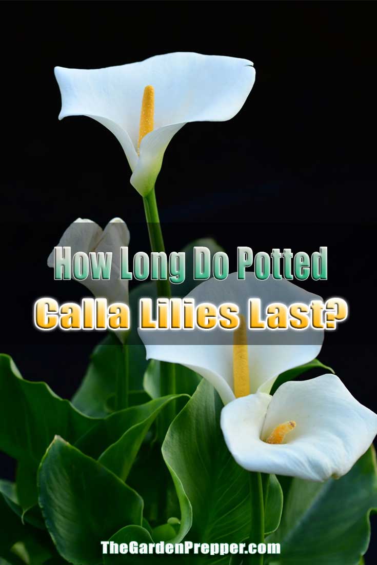 how-long-do-potted-calla-lilies-last