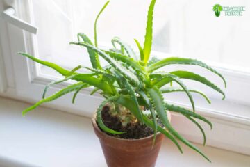 A Guide on Repotting an Aloe That Has Developed a Long Stem